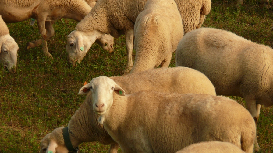 Oveja Rasa Aragonesa