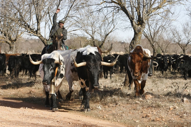 La ruta más brava: Trashumancia desde Jaén hasta la Sierra de Albarracín