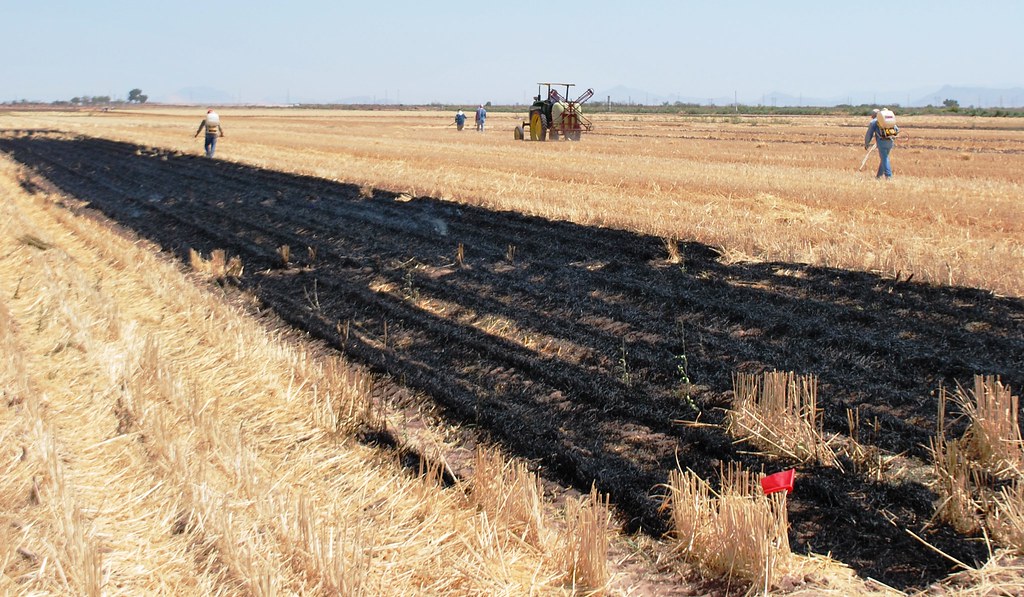 La quema de rastrojos 